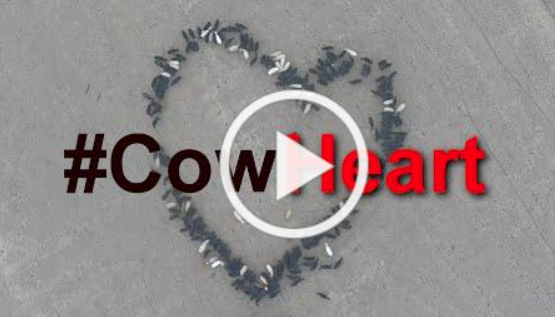 #CowHeart 